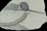 Crinoid (Decatacrinus) Fossil - Crawfordsville, Indiana #125901-1